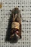 Grapholita compositella