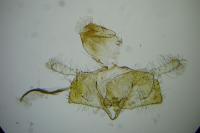 Coleophora pyrrhulipennella