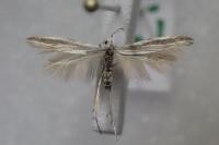 Coleophora pyrrhulipennella