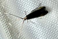 Coleophora