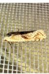 Cochylimorpha straminea