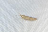 Coleophora versurella