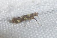 Calybites phasianipennella