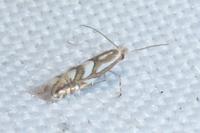 Phyllonorycter