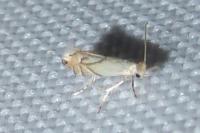Phyllonorycter harrisella