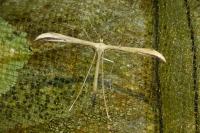 Emmelina monodactyla