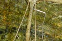 Emmelina monodactyla
