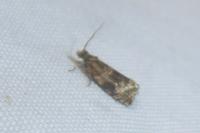 Celypha