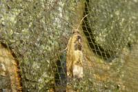 Crocidosema plebejana