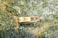 Crocidosema plebejana