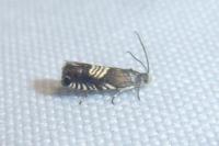 Grapholita compositella