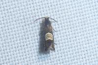 Grapholita compositella