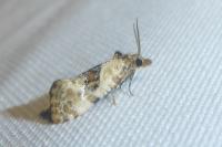 Neocochylis molliculana