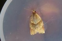 Clepsis rurinana