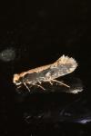Monopis crocicapitella