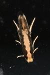 Monopis crocicapitella