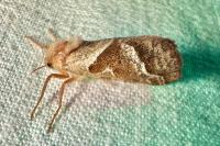 Triodia sylvina