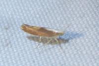 Argyresthia