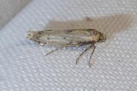 Blastobasis