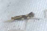 Bucculatrix nigricomella