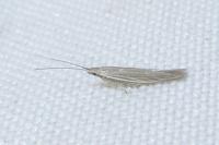 Coleophora