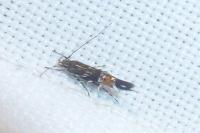 Cosmopterix pulchrimella