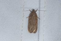 Depressaria daucella