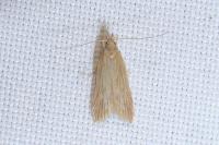 Helcystogramma rufescens