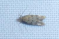Pseudotelphusa paripunctella