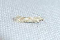 Ptocheuusa paupella