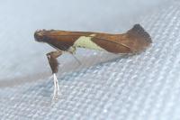 Caloptilia stigmatella