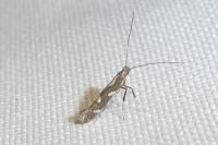 Calybites phasianipennella