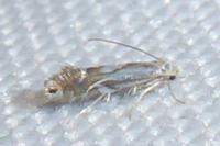 Phyllonorycter