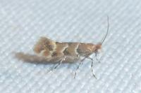 Phyllonorycter trifasciella