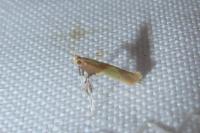 Caloptilia alchimiella/robustella