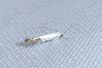 Lyonetia clerkella