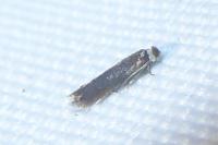 Stigmella