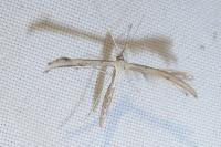 Emmelina monodactyla