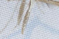 Emmelina monodactyla