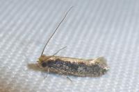 Monopis crocicapitella