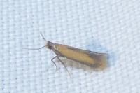 Coptotriche marginea