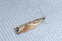 Ancylis diminutana