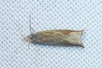 Ancylis diminutana