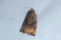 Archips podana