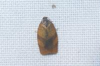 Cacoecimorpha pronubana
