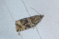 Celypha lacunana