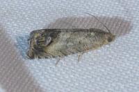 Cydia splendana