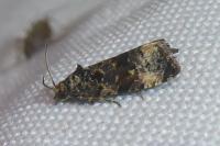 Endothenia
