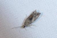 Epinotia nisella