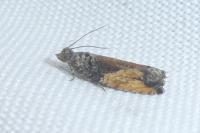 Epinotia nisella